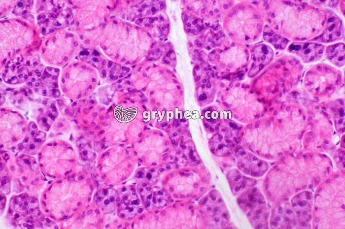 Glande salivaire x100 - gryphea.com